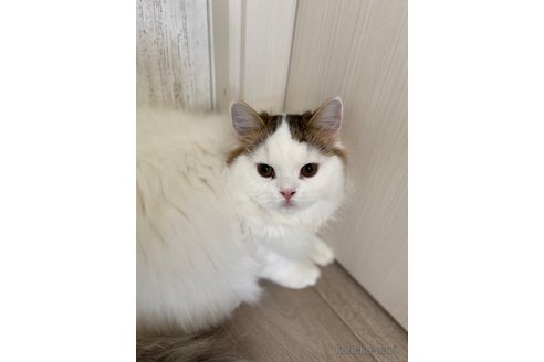 成約済の茨城県のスコティッシュフォールド-66283の4枚目